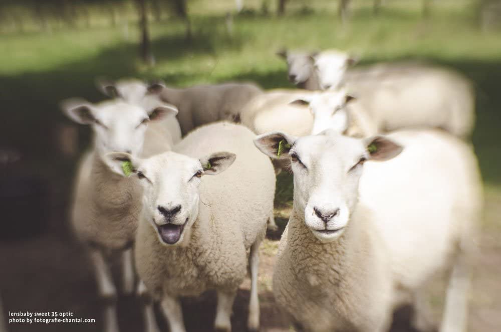 Lensbaby LBCP235CRF Composer Pro II w/Sweet 35 Millimeters Optic for Canon RF (Like New)