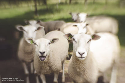 Lensbaby LBCP235CRF Composer Pro II w/Sweet 35 Millimeters Optic for Canon RF (Like New)