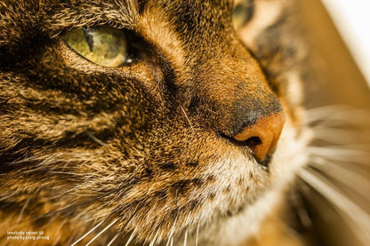 Lensbaby Digital Velvet 56mm f/1.6 Metal Prime Lens for Nikon Z, Manual Focus (Like New)