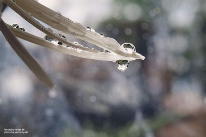 Lensbaby Digital Velvet 56mm f/1.6 Metal Prime Lens for Nikon Z, Manual Focus (Like New)