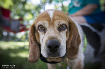 Lensbaby LBTR28CRF Trio 28mm Focal Length Standard Lens for Canon RF Cameras (Like New)